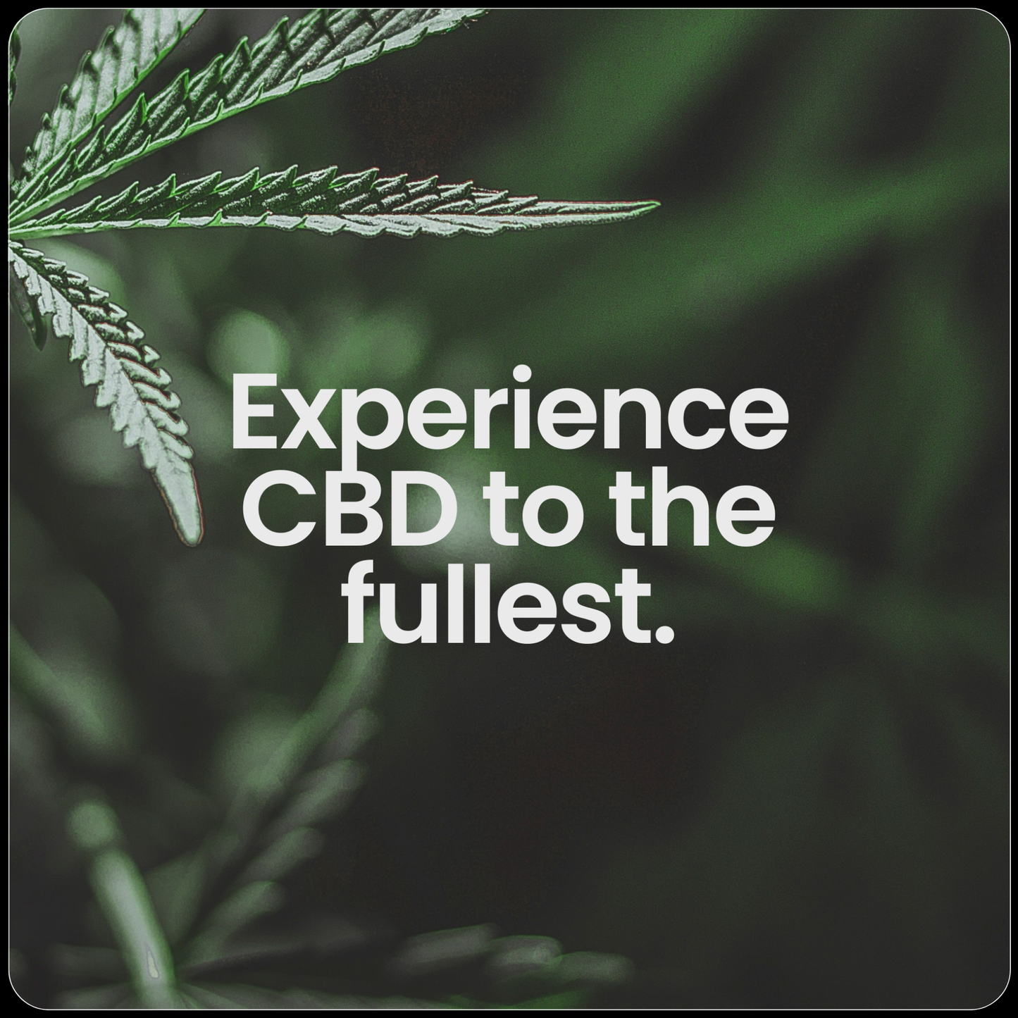 The CBD Three